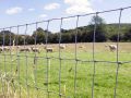 Steel Coated WHITE square 30-40kg goat fencing