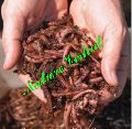 NATURE VISHAL - Earth Worms