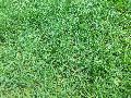 Bermuda Carpet Grass