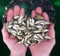 common carp fish seed