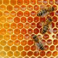 Orange Other honey bee products