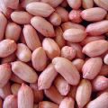 Organic Red peanut kernels