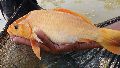 Live Golden Common Carp Fish