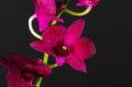 Orchids, Dendrobium Orchids