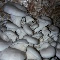 fresh grey oyster mushroom