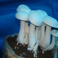 Common White fresh milky mushroom