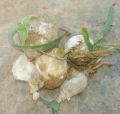 Jangli Pyaj forest onion Urginea indica