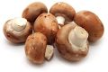 Fresh Cremini Mushroom