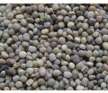 Black grey Cluster Bean Seeds