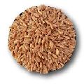 khapli wheat