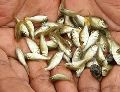 Rohu Fish Seeds