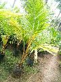 Dwarf Coconut Coconut Plant