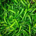 fresh green chilli