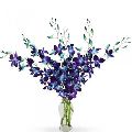 Blue Orchid Flower