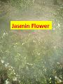Jasmin flower