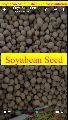 kishan 228 soya bean seed for plantation