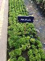 Green aralia plants