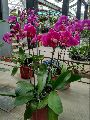 Dendrobium Red Bull Orchids Plant