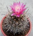 Mammillaria Cactus Plant