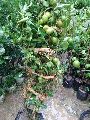 Seedless Round Lemon Plants