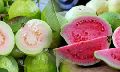 fresh guava