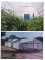 UV Stabilized Films For Greenhouse