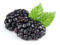 Fresh Natural Blackberry