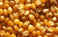 Pure Yellow Maize Seeds
