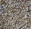 Bajara/Pearl Millets