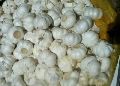 40mm Fresh Garlic