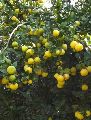 Kagzi Lemon Plant
