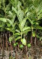 Sardar L49 Guava Plant