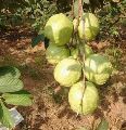 VNR Bihi Guava Plant