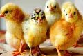 Sonali Desi Chicks