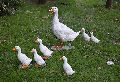 White Pekin Ducklings