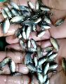 Anabas Fish Seeds