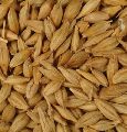 Maize Animal Feed Barley