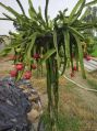 Dragon Fruit Plant