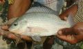 Silver Tilapia Fish