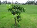 Hybrid Mango Plant