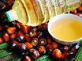 Palm Oil 2
