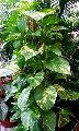 Pothos (Epipremnum Aureum) Plant