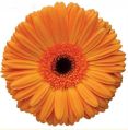 Organic gerbera orange flower