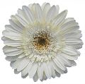 Organic gerbera white flower