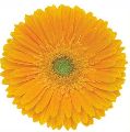 Organic gerbera yellow flower