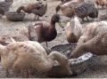 Duck Farming Services