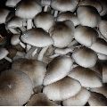 Paddy Straw Mushroom Spawn