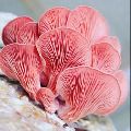 Pink Oyster Mushroom Spawn