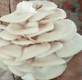 Pleurotus Florida Mushroom Spawn