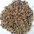 Dried Guar Seeds